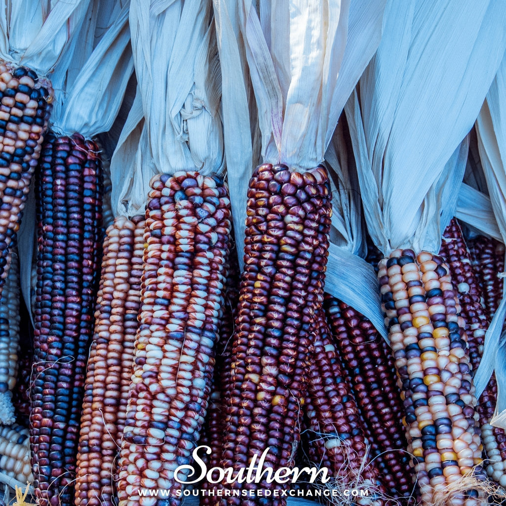 Indian Ornamental Corn – 30 Seeds Southern Seeds