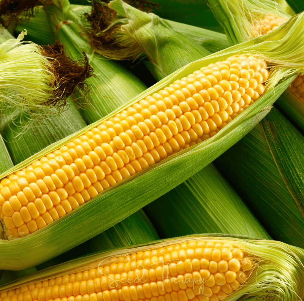 Kandy Korn Corn – 30 Seeds Southern Seeds