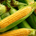 Kandy Korn Corn – 30 Seeds Southern Seeds