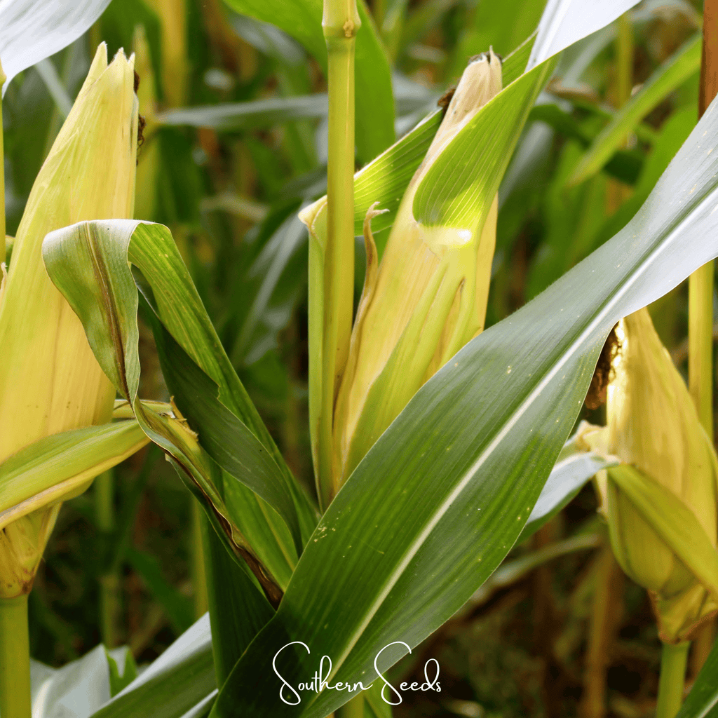 Kandy Korn Corn – 30 Seeds Southern Seeds