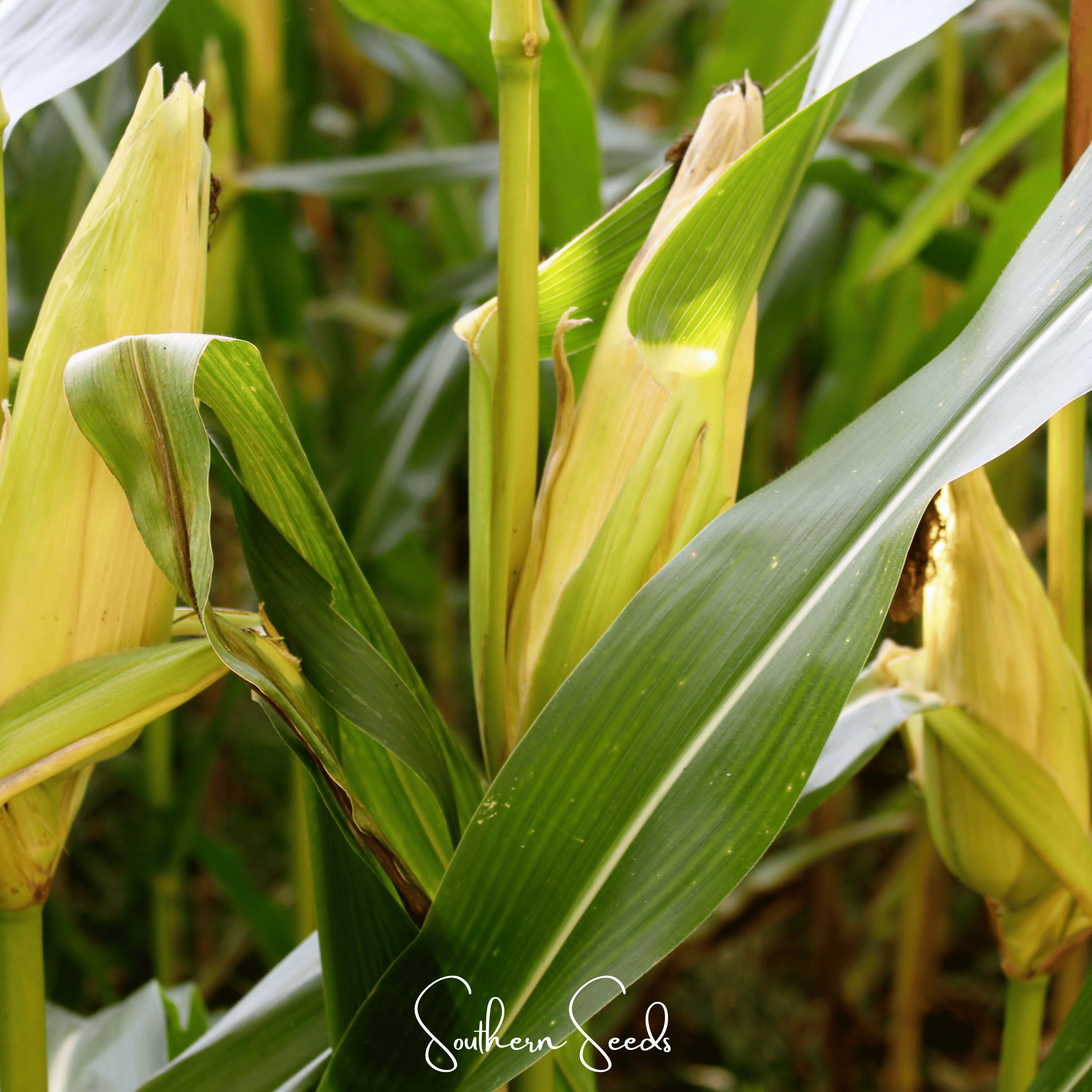 Kandy Korn Corn – 30 Seeds Southern Seeds