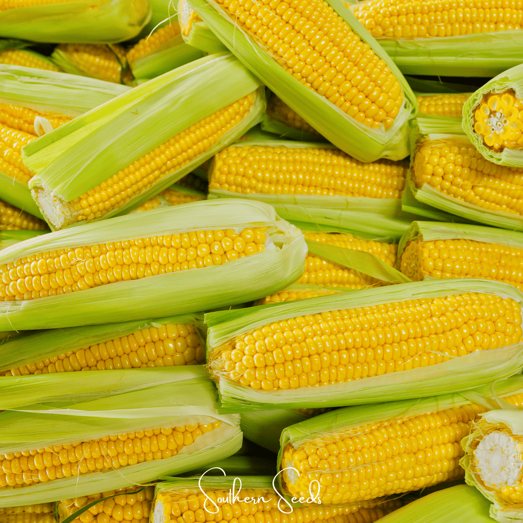 Kandy Korn Corn – 30 Seeds Southern Seeds