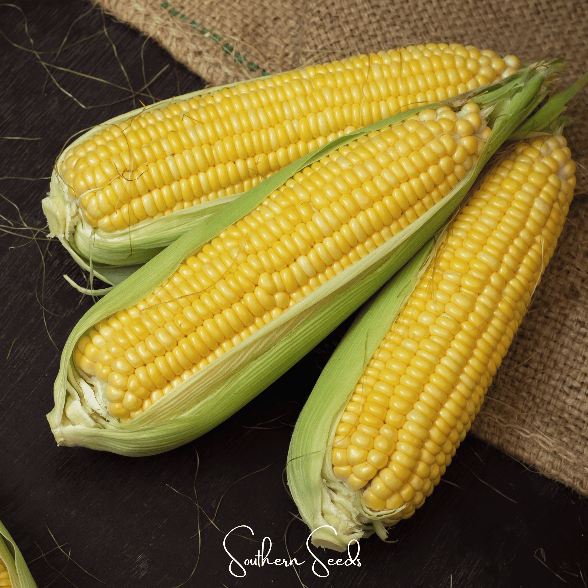 Kandy Korn Corn – 30 Seeds Southern Seeds