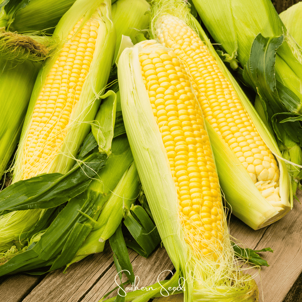 Kandy Korn Corn – 30 Seeds Southern Seeds