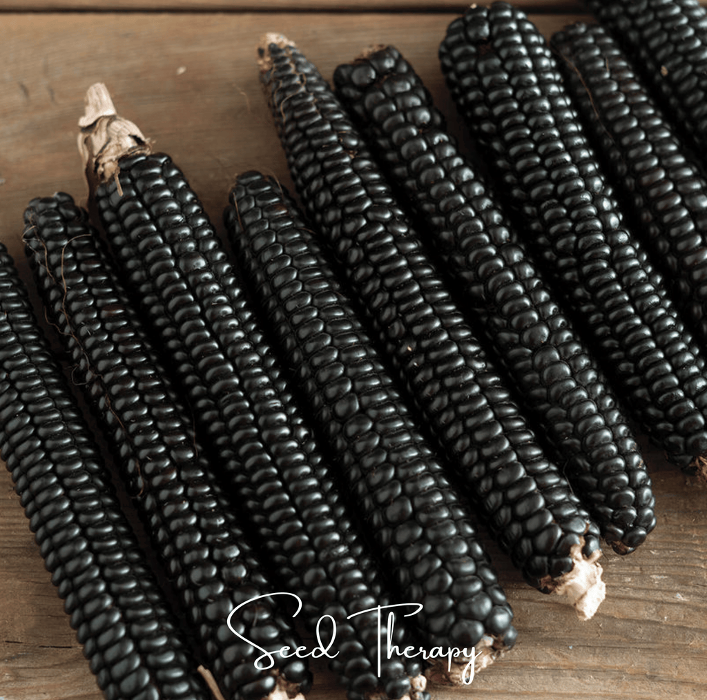 Morado Montana Maize Corn – 25 Seeds Southern Seeds