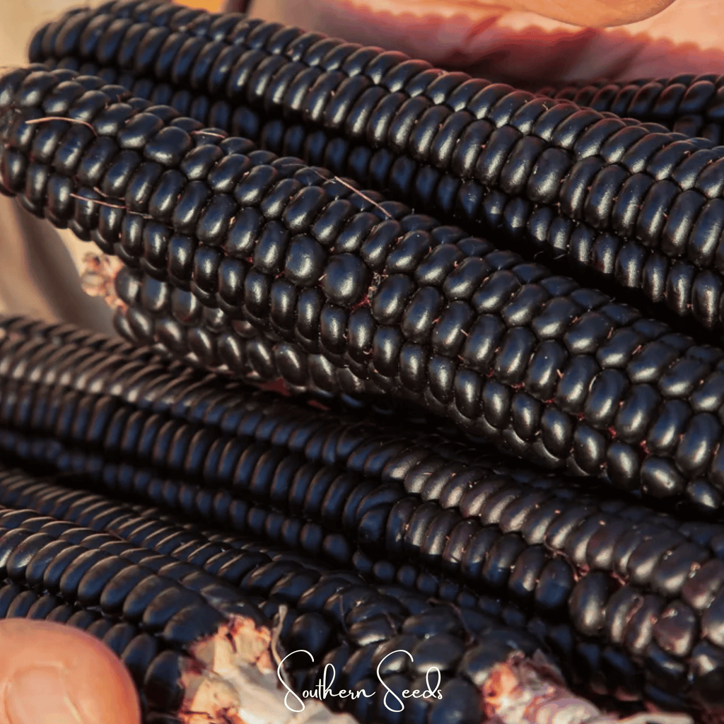 Morado Montana Maize Corn – 25 Seeds Southern Seeds
