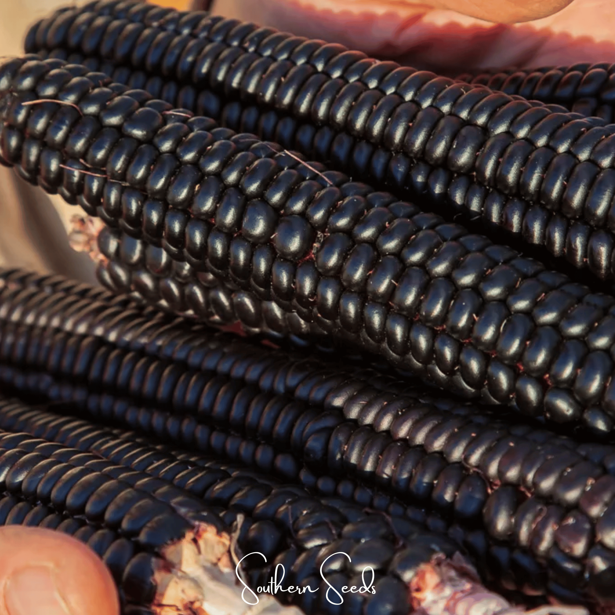 Morado Montana Maize Corn – 25 Seeds Southern Seeds