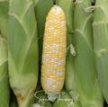 Peaches & Cream Corn – 30 Seeds Southern Seeds