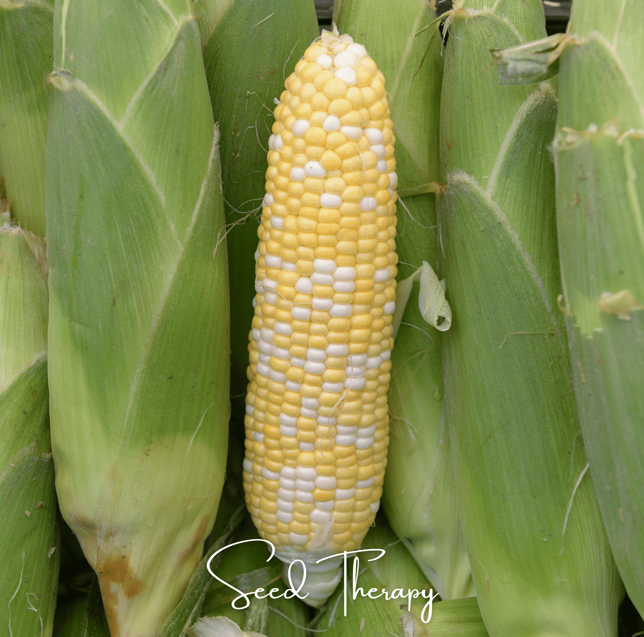 Peaches & Cream Corn – 30 Seeds Southern Seeds