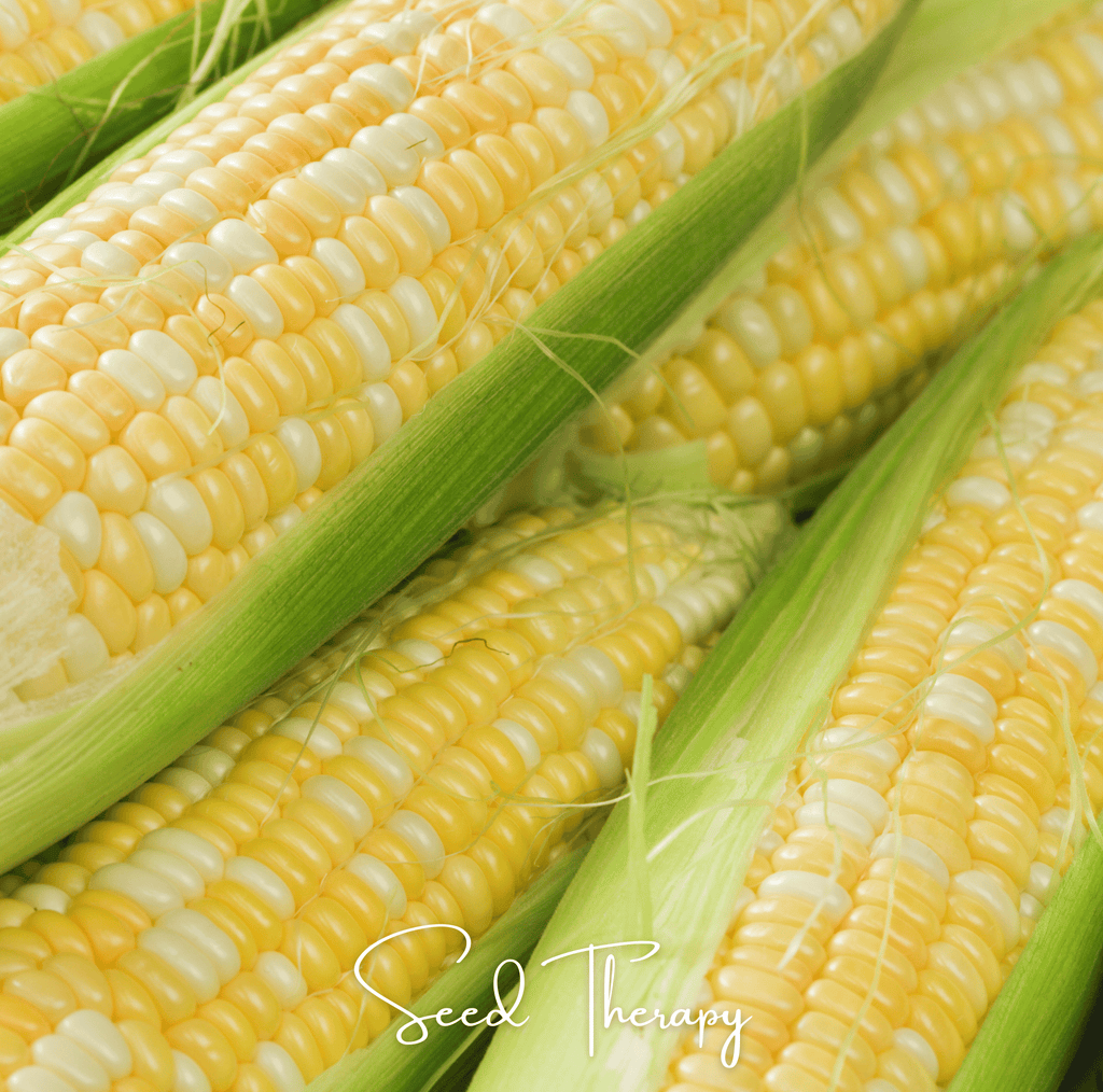 Peaches & Cream Corn – 30 Seeds Southern Seeds