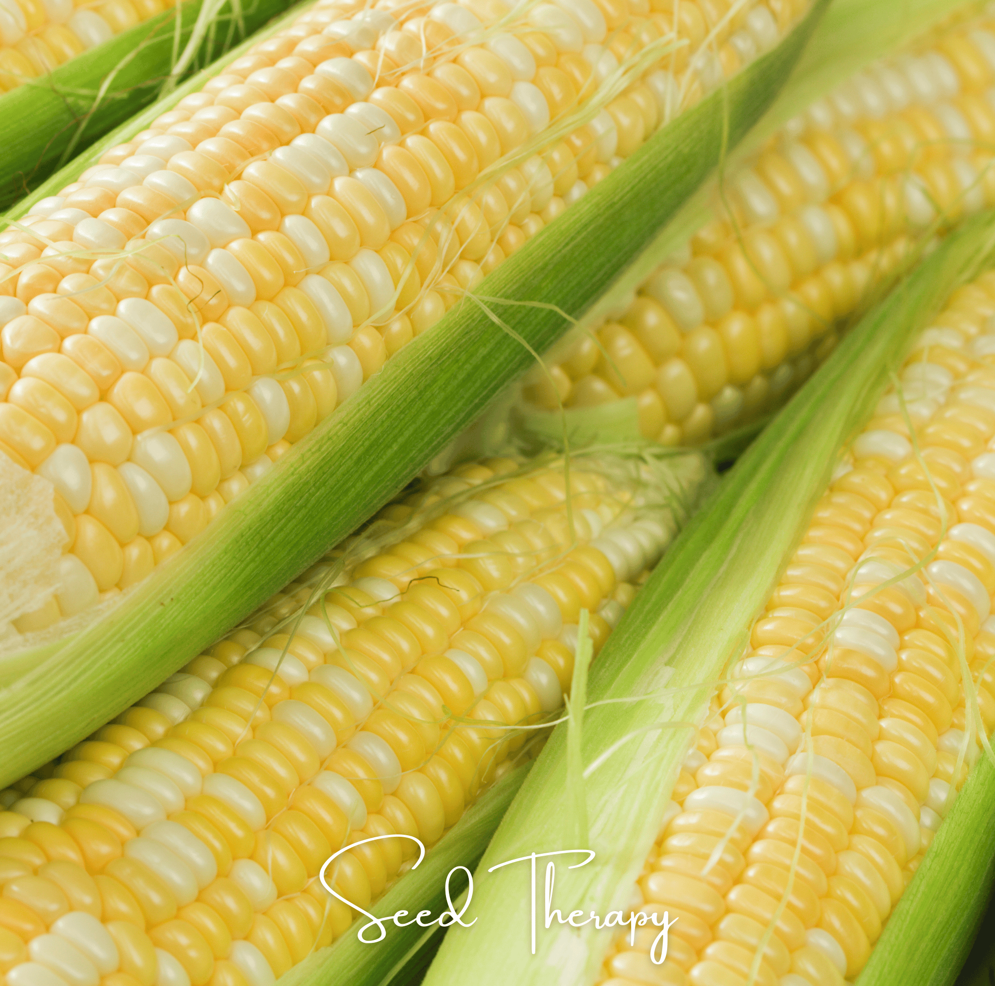 Peaches & Cream Corn – 30 Seeds Southern Seeds