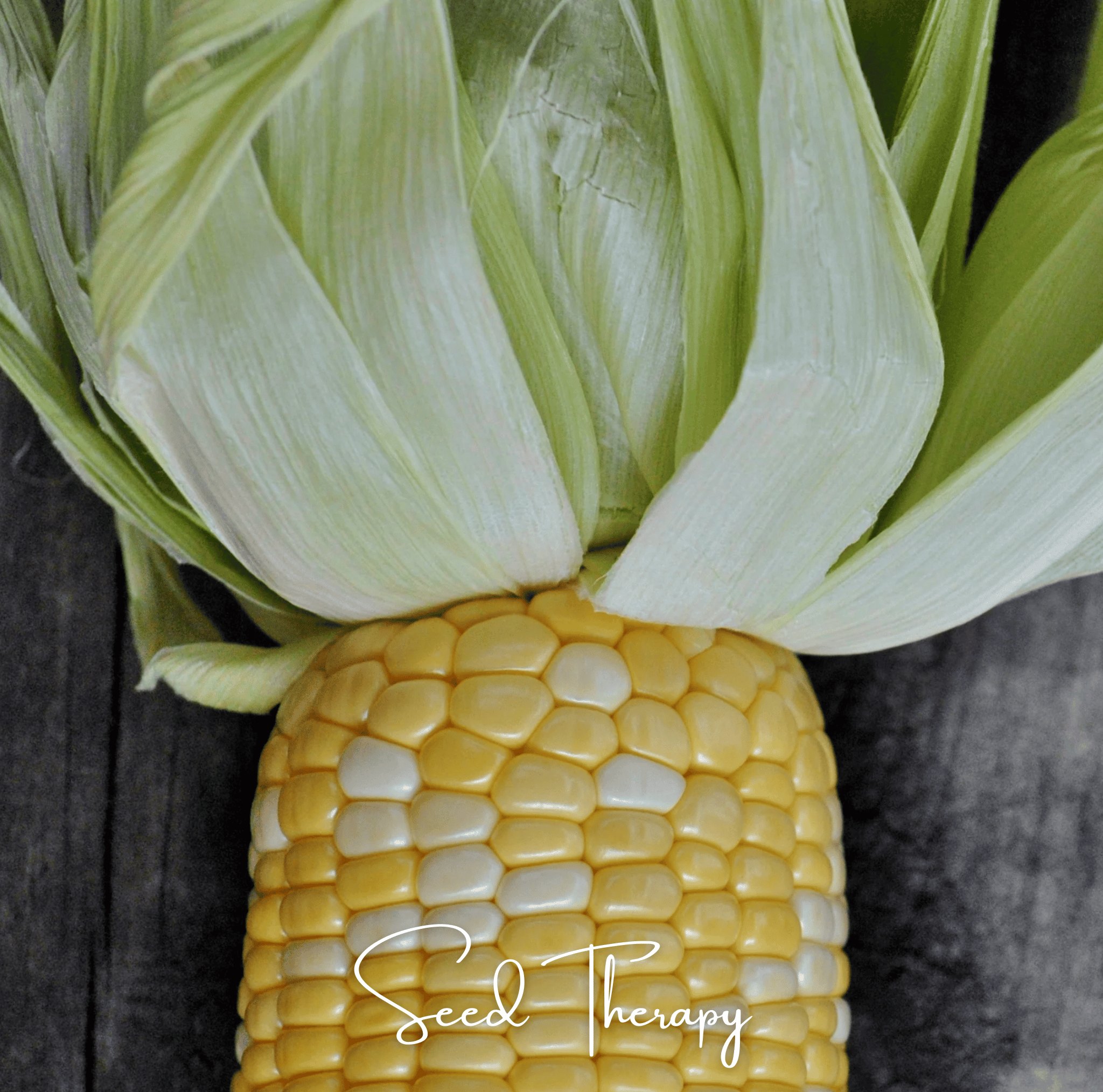 Peaches & Cream Corn – 30 Seeds Southern Seeds