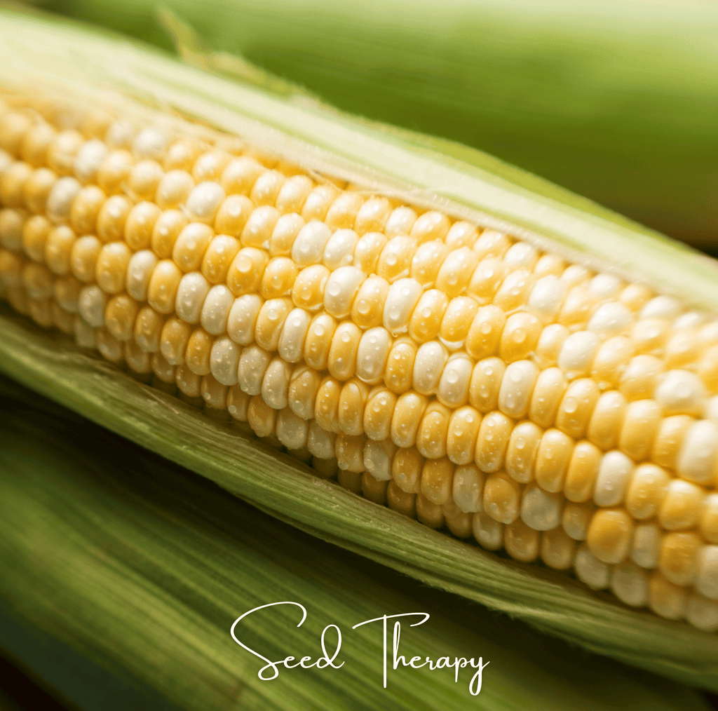 Peaches & Cream Corn – 30 Seeds Southern Seeds