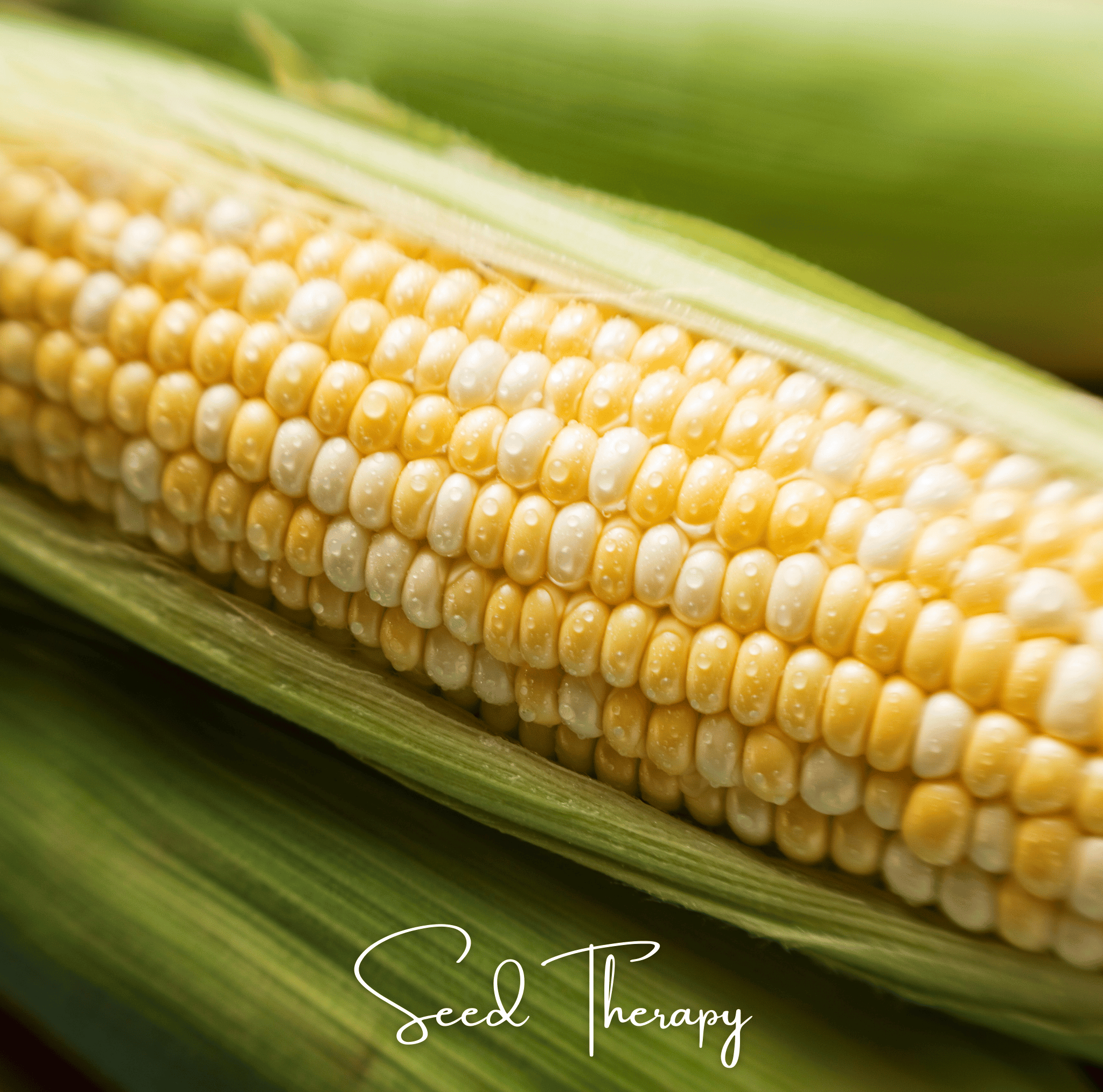 Peaches & Cream Corn – 30 Seeds Southern Seeds
