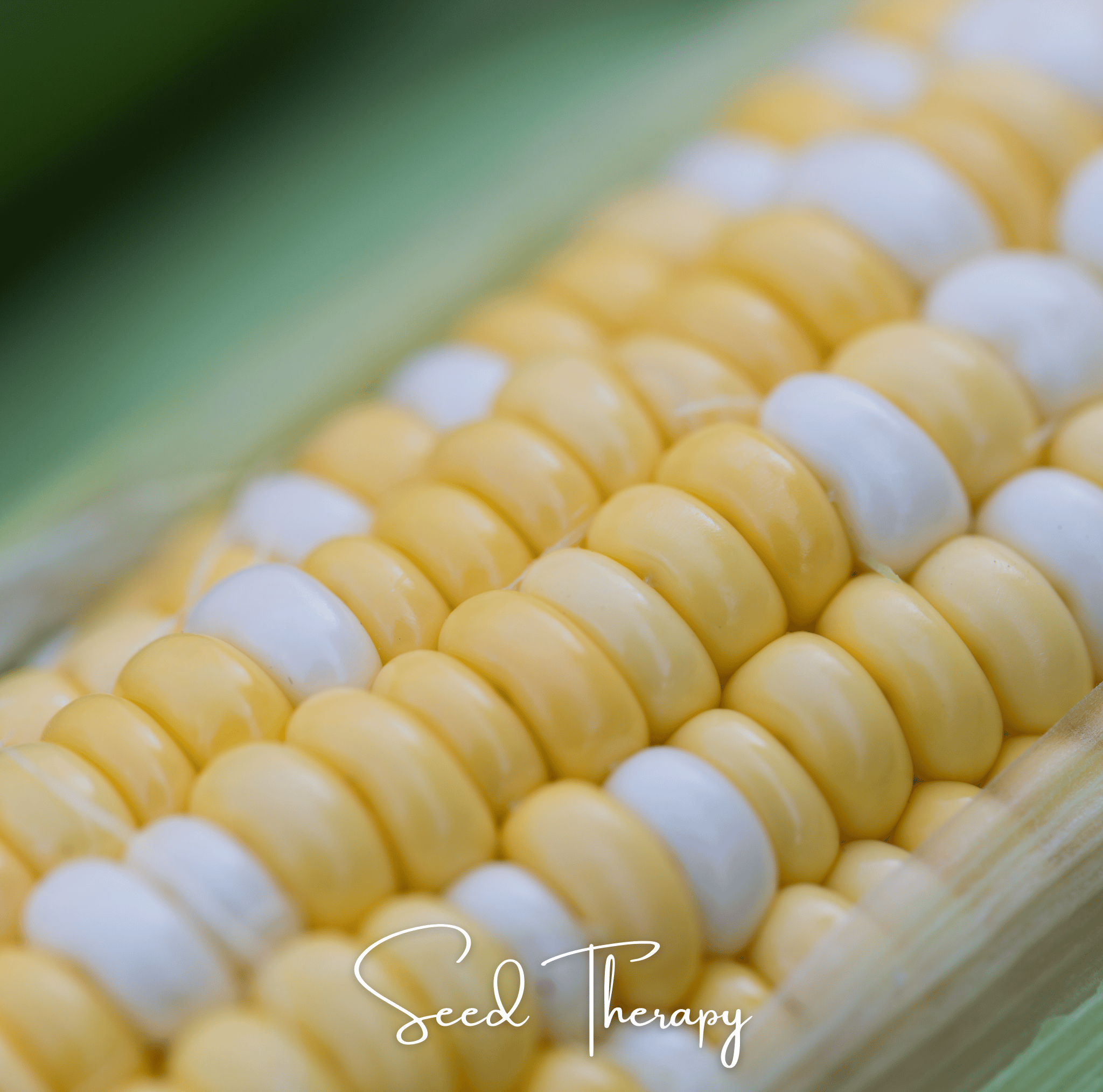 Peaches & Cream Corn – 30 Seeds Southern Seeds
