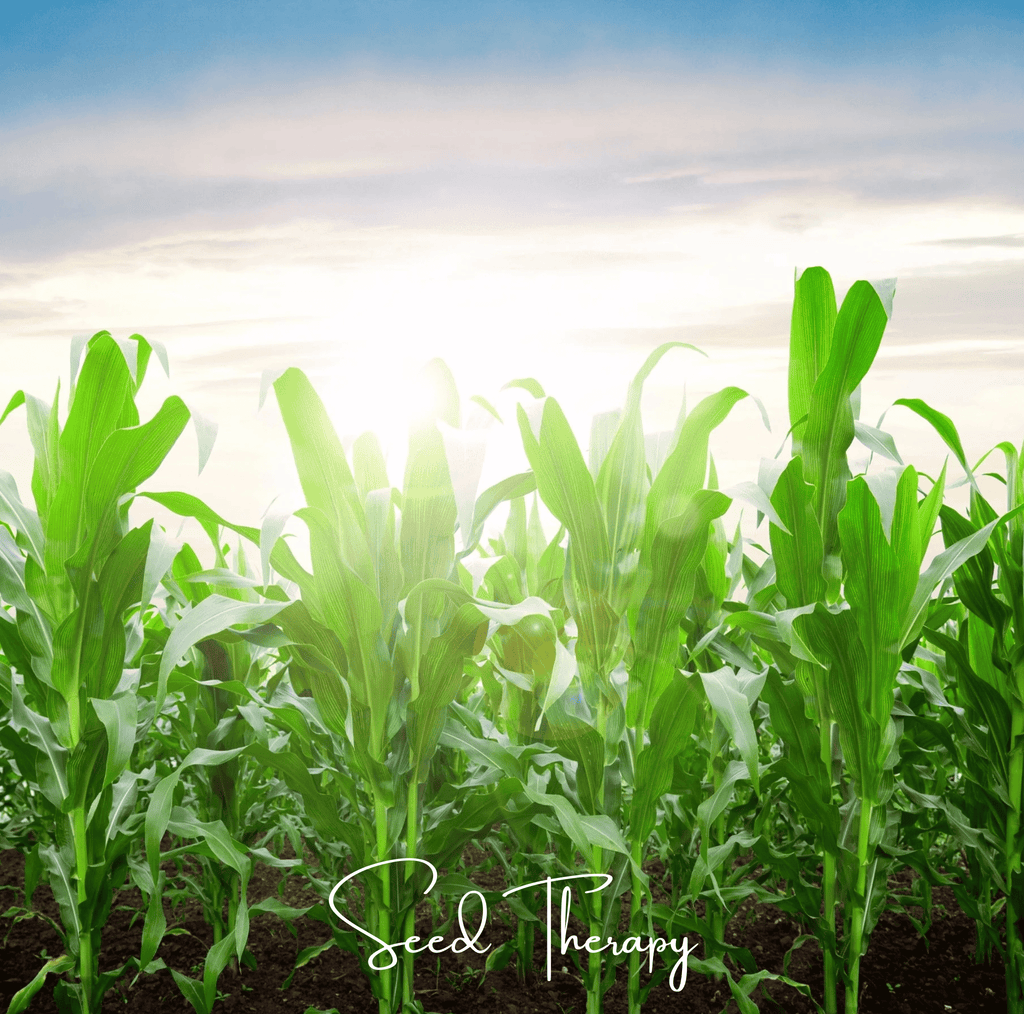 Peaches & Cream Corn – 30 Seeds Southern Seeds