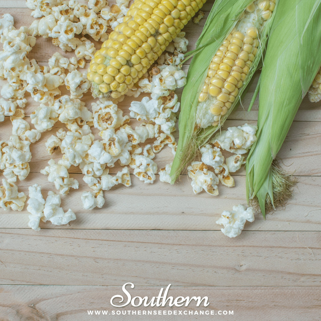 Popcorn Corn – 30 Seeds Southern Seeds
