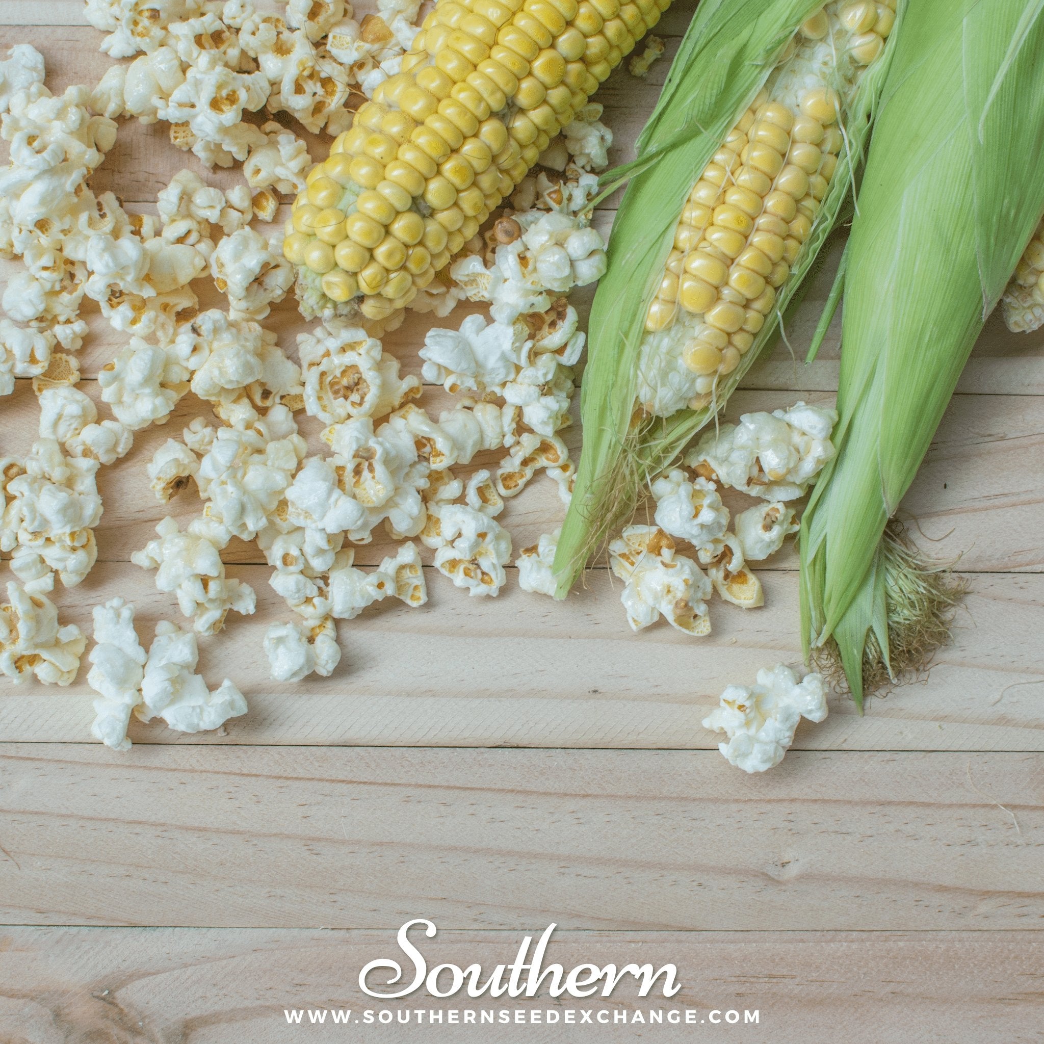 Popcorn Corn – 30 Seeds Southern Seeds