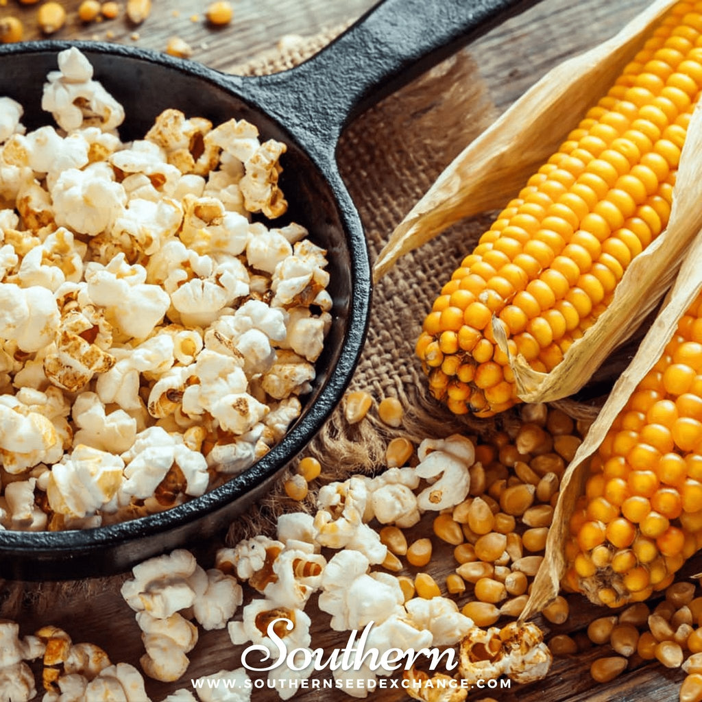 Popcorn Corn – 30 Seeds Southern Seeds