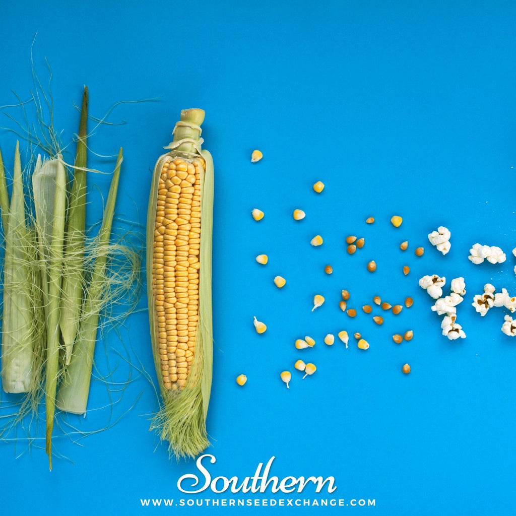 Popcorn Corn – 30 Seeds Southern Seeds