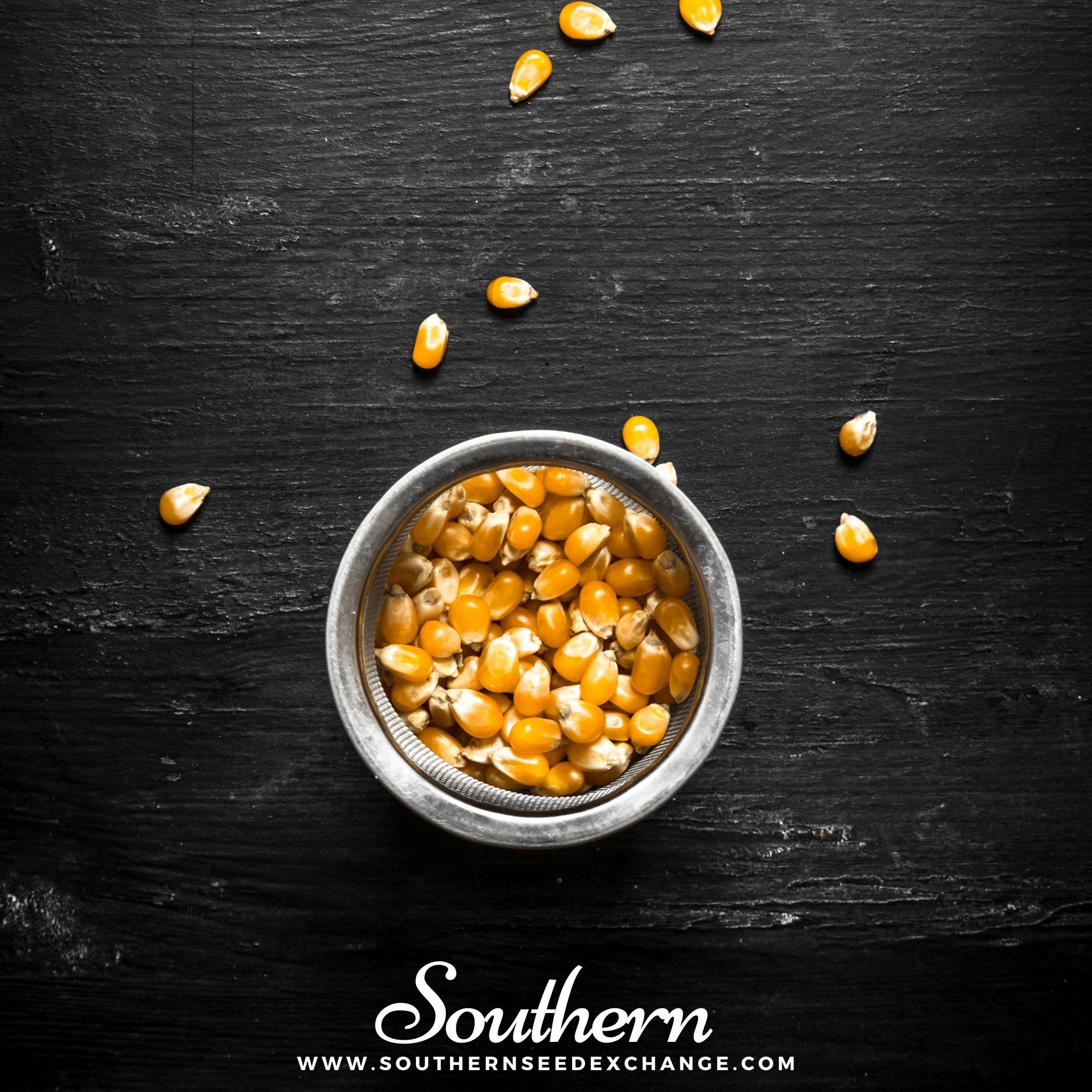 Popcorn Corn – 30 Seeds Southern Seeds