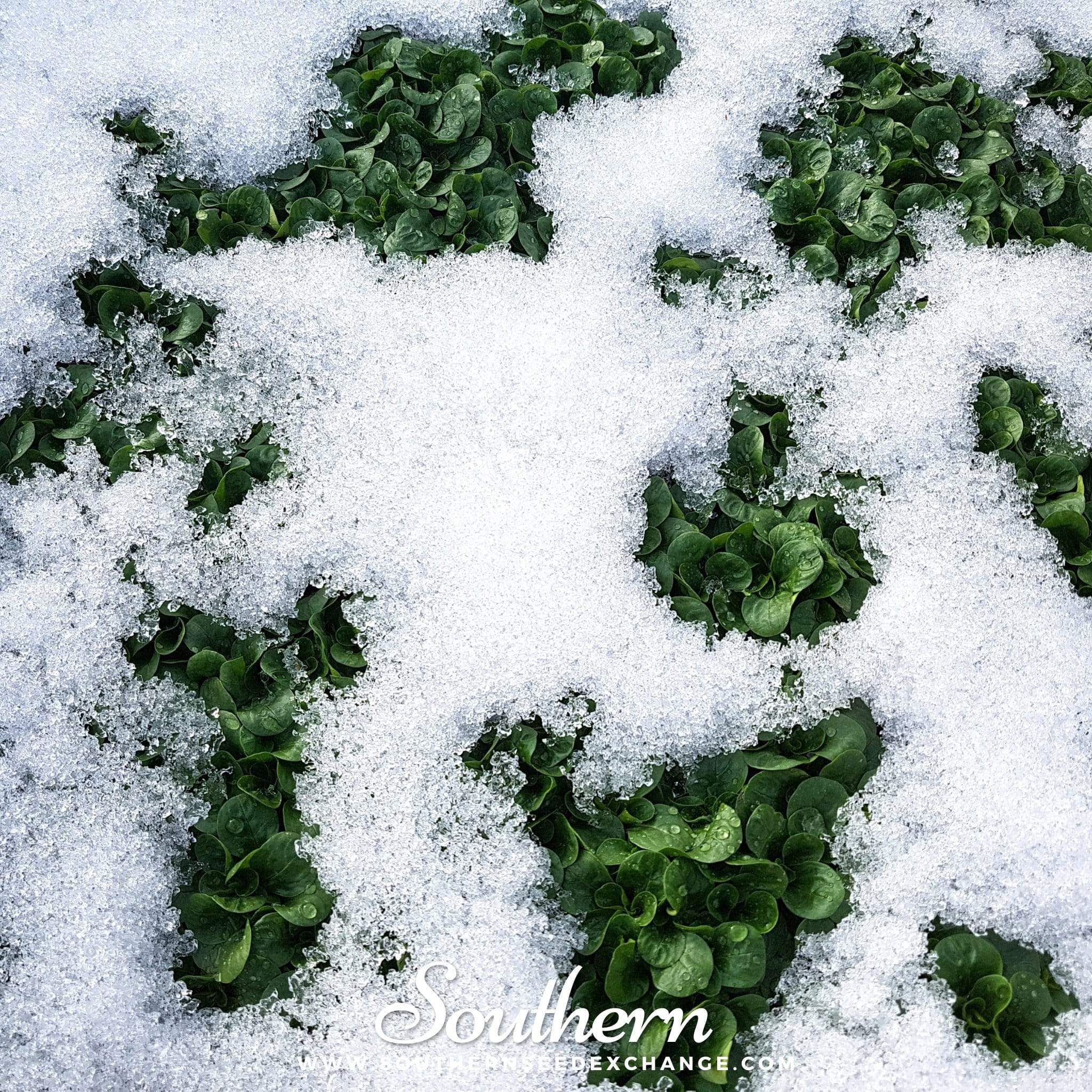 Corn Salad – 100 Seeds Southern Seeds