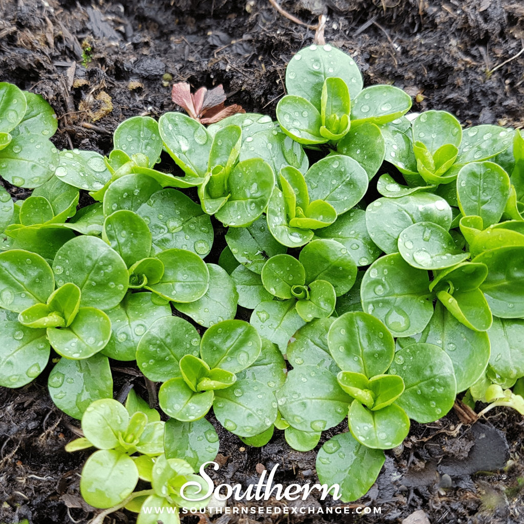 Corn Salad – 100 Seeds Southern Seeds