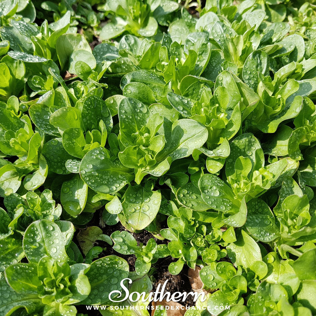 Corn Salad – 100 Seeds Southern Seeds