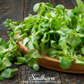 Corn Salad – 100 Seeds Southern Seeds