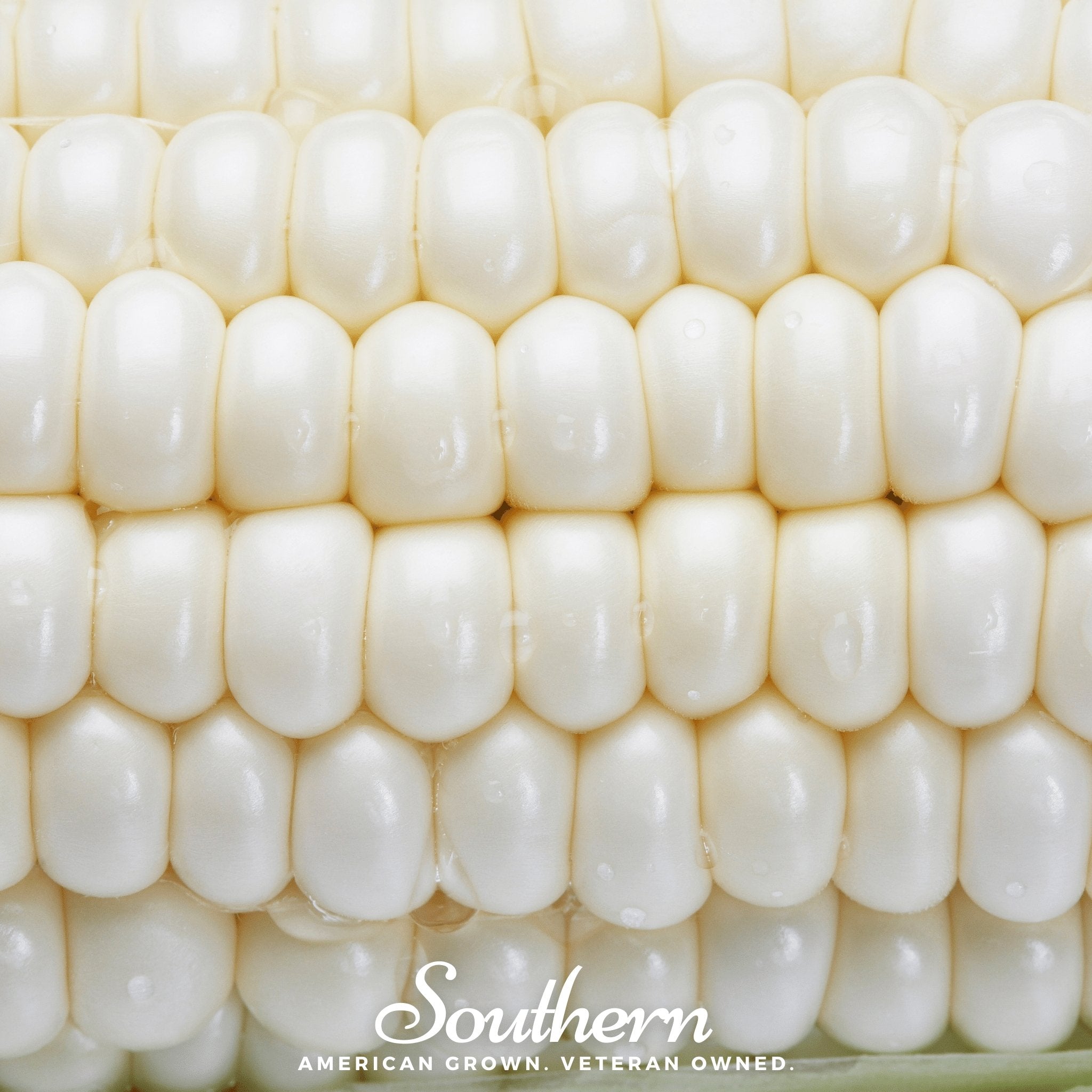 Stowells Evergreen Sweet Corn – 30 Seeds Southern Seeds