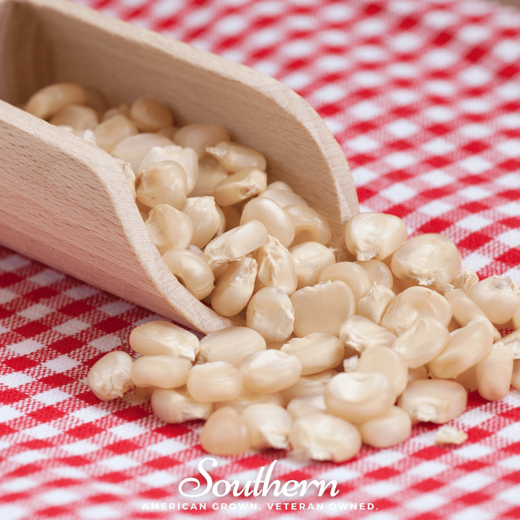 Stowells Evergreen Sweet Corn – 30 Seeds Southern Seeds