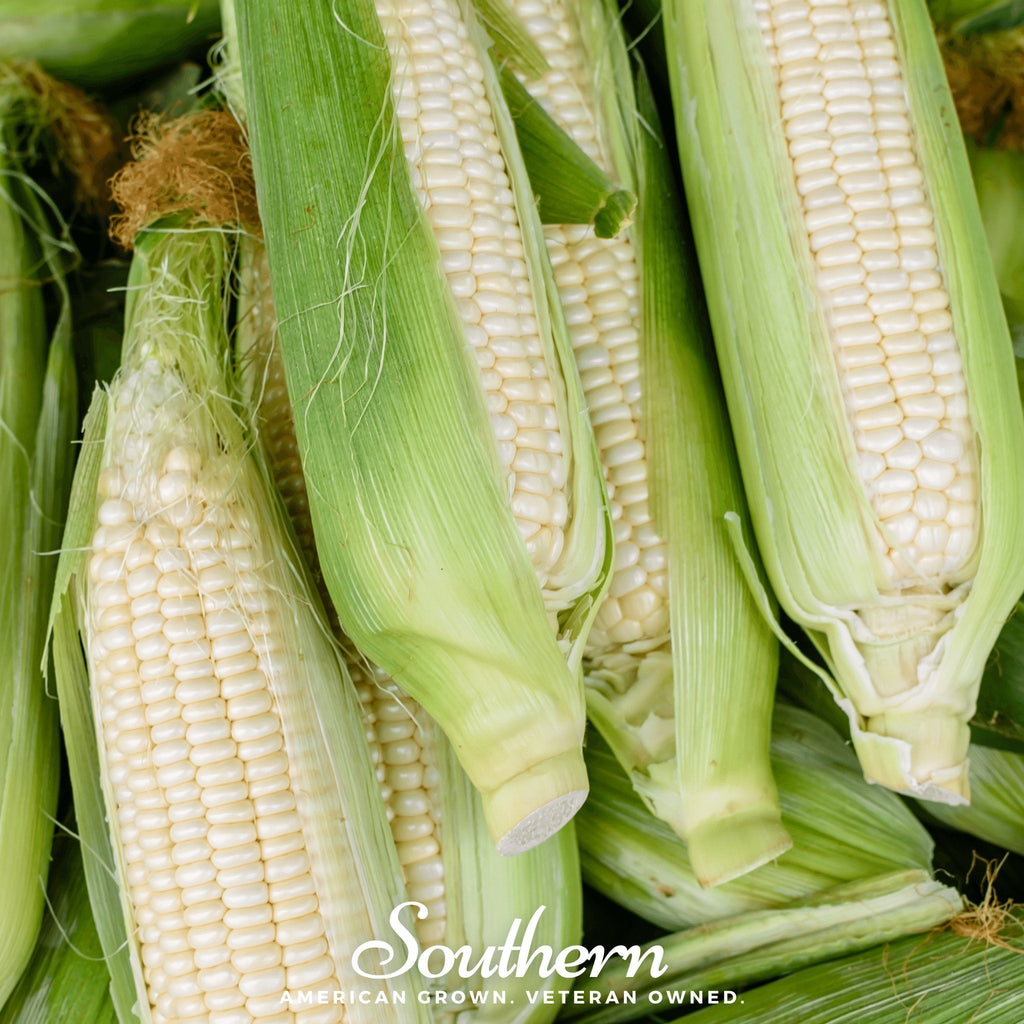Stowells Evergreen Sweet Corn – 30 Seeds Southern Seeds