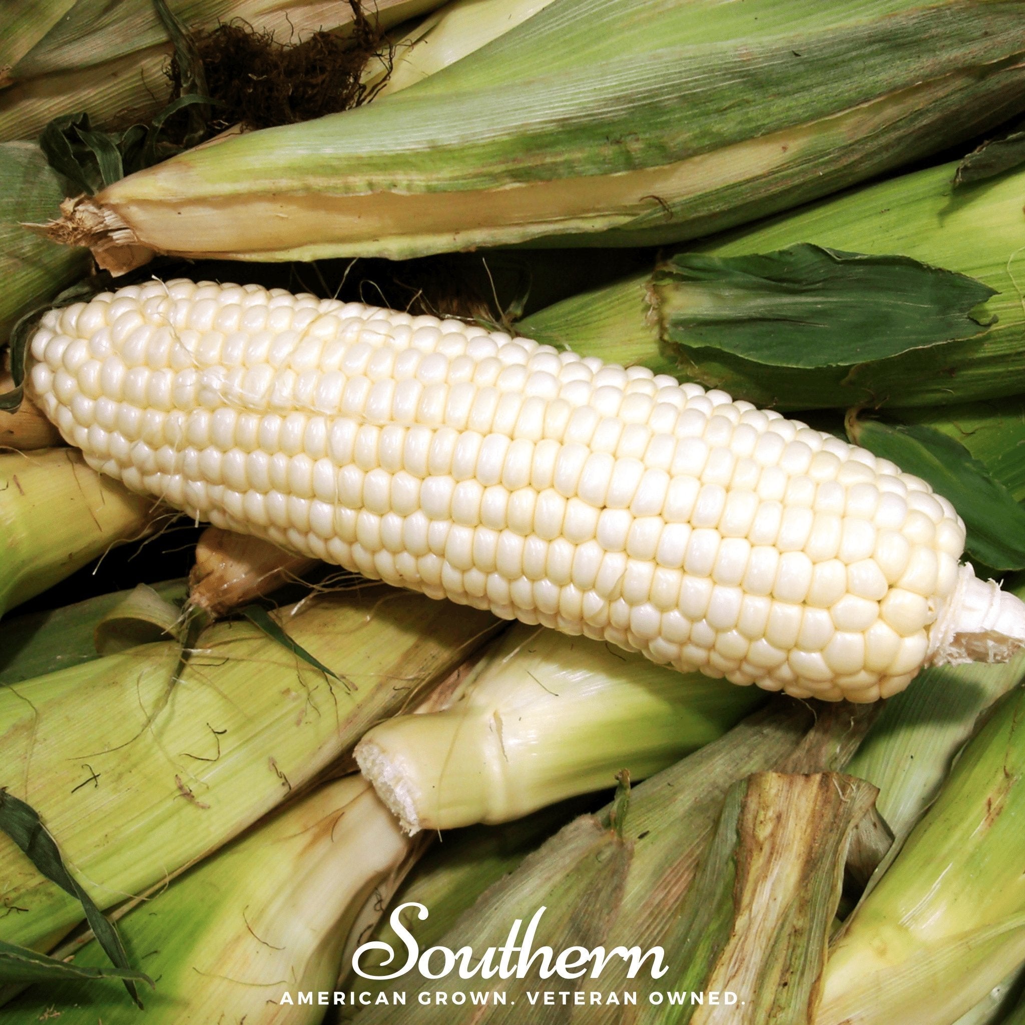 Stowells Evergreen Sweet Corn – 30 Seeds Southern Seeds