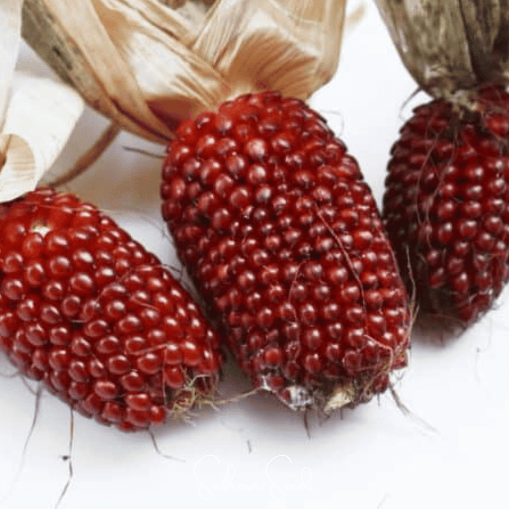 Strawberry Corn – 30 Seeds Southern Seeds