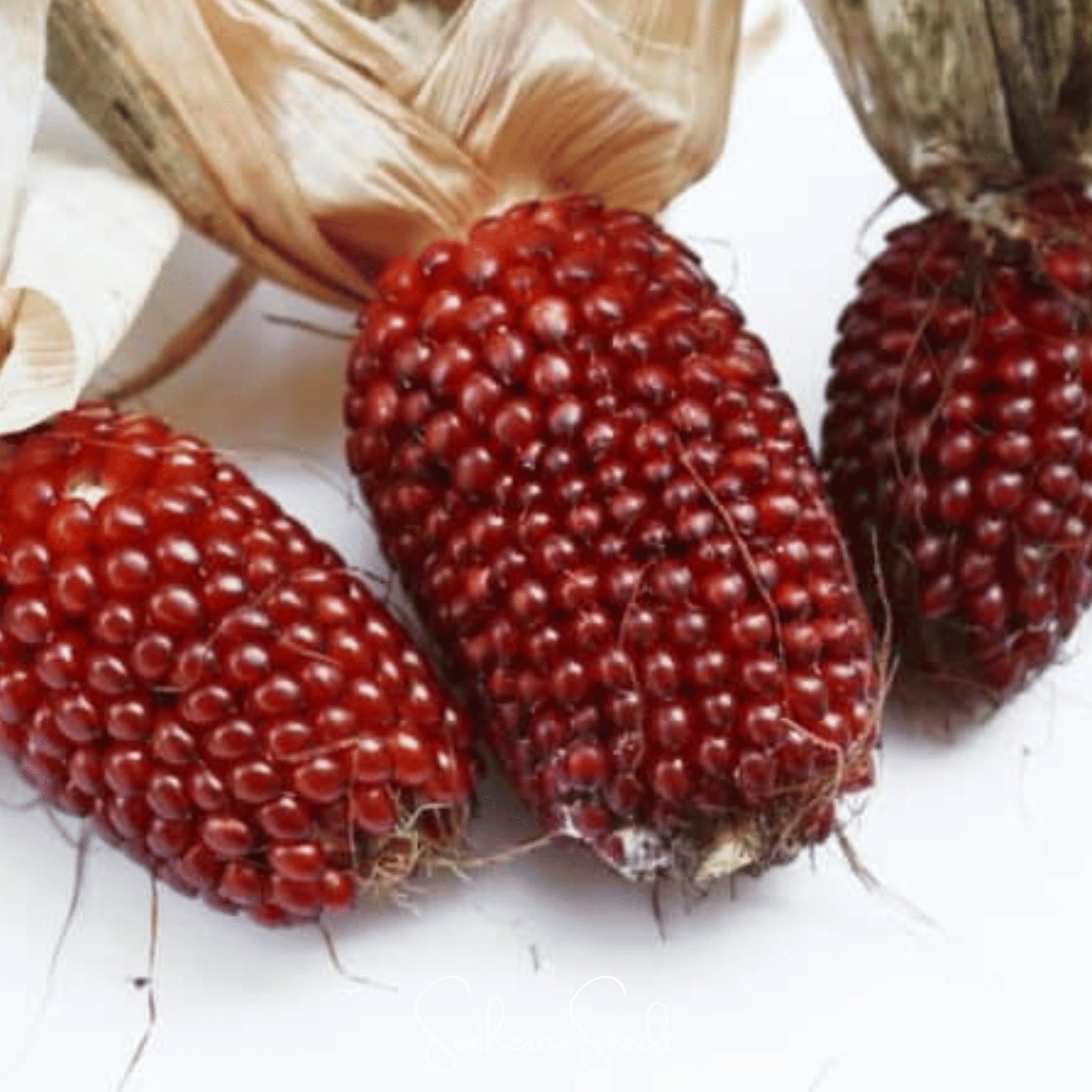 Strawberry Corn – 30 Seeds Southern Seeds