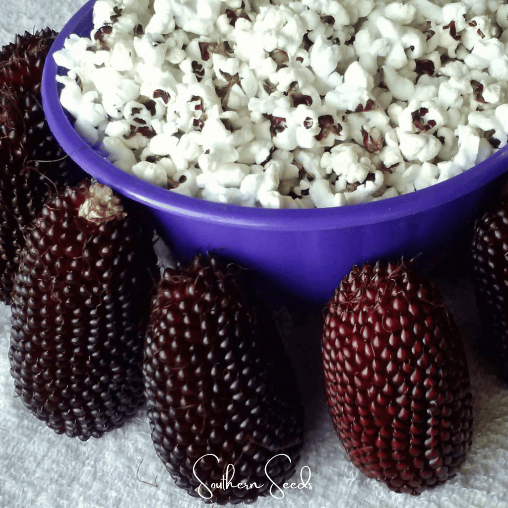 Strawberry Corn – 30 Seeds Southern Seeds