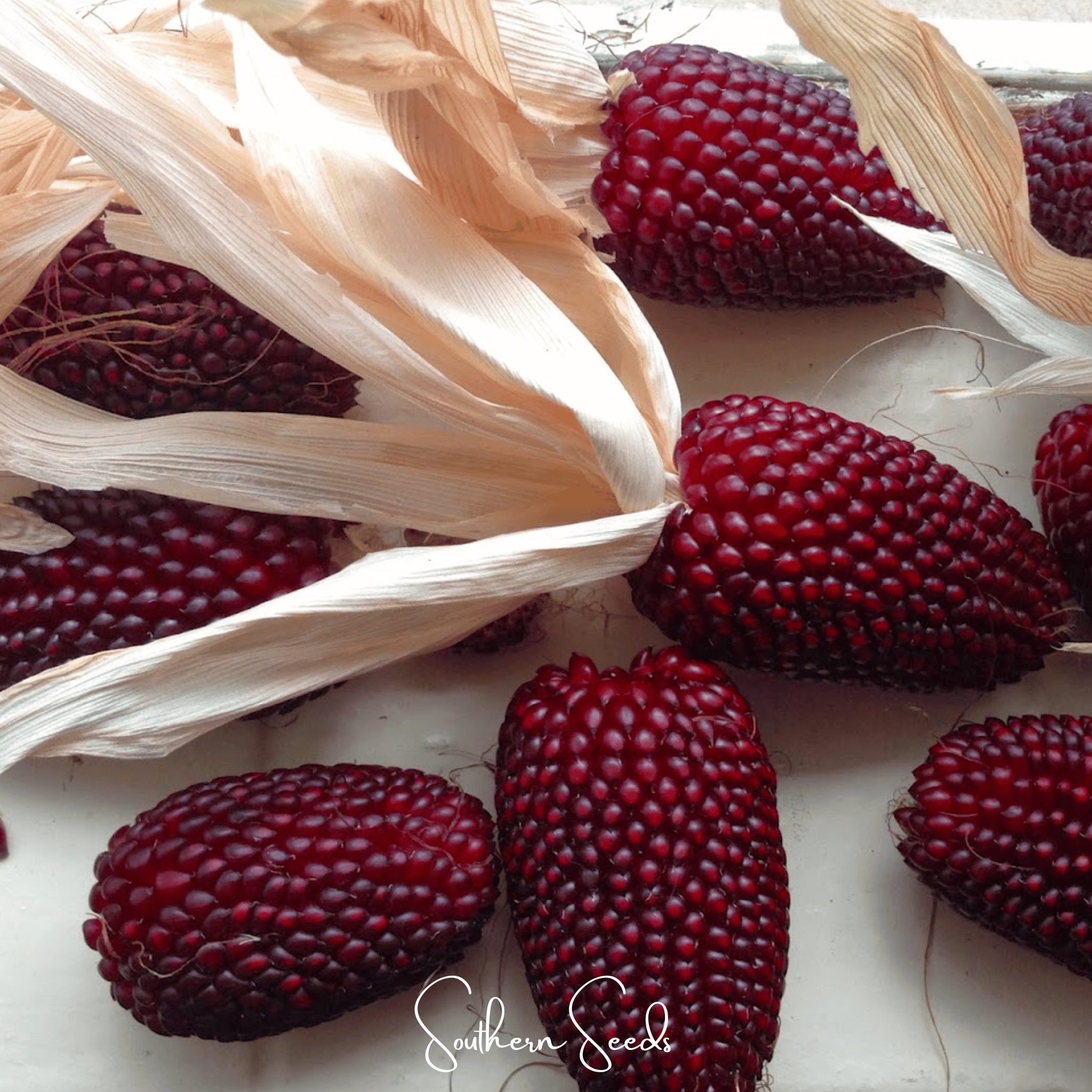 Strawberry Corn – 30 Seeds Southern Seeds