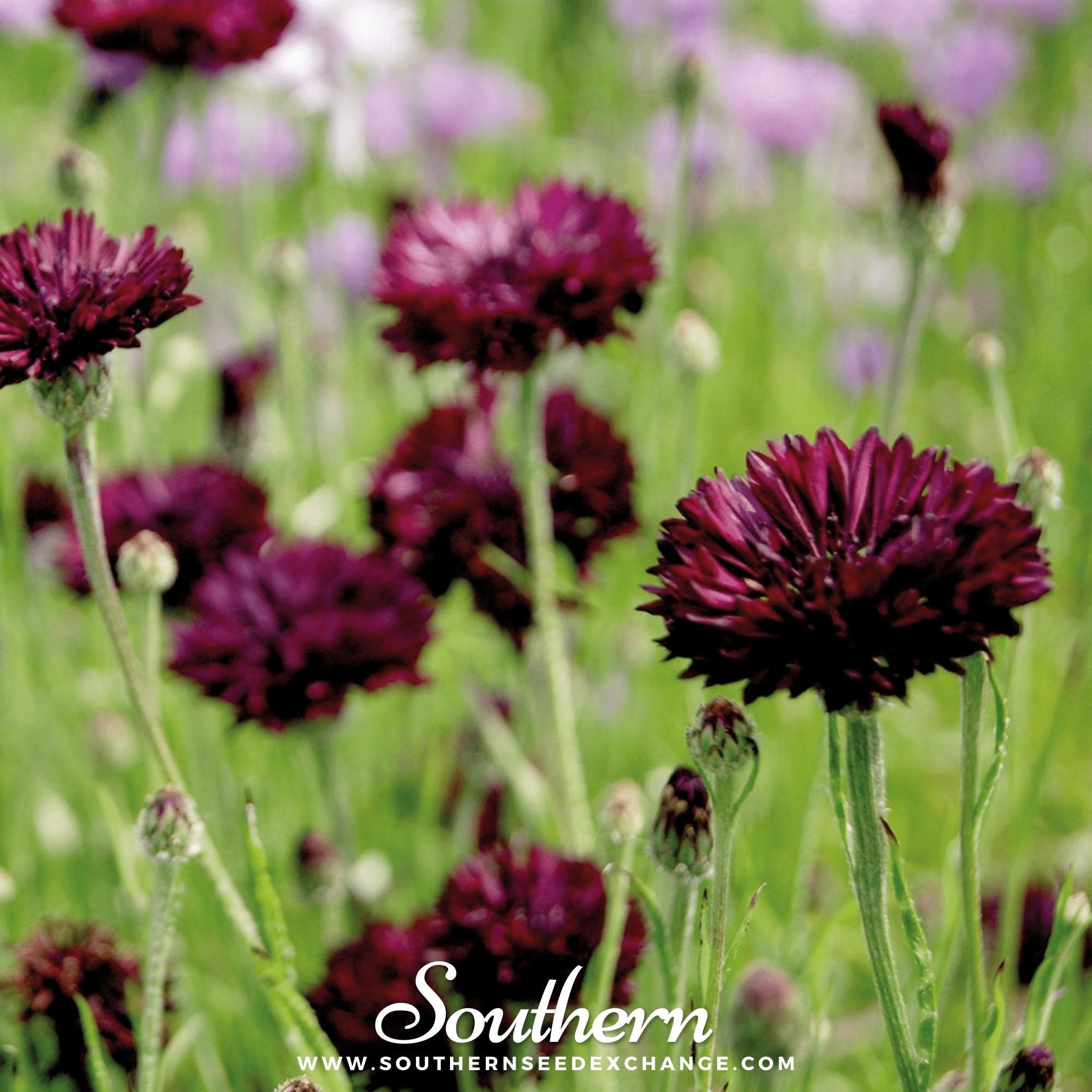 Black Cornflower – 50 Seeds Southern Seeds