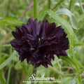 Black Cornflower – 50 Seeds Southern Seeds