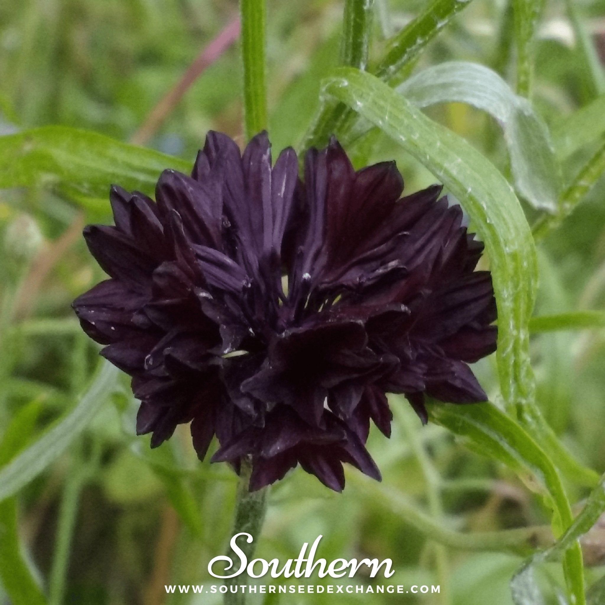 Black Cornflower – 50 Seeds Southern Seeds