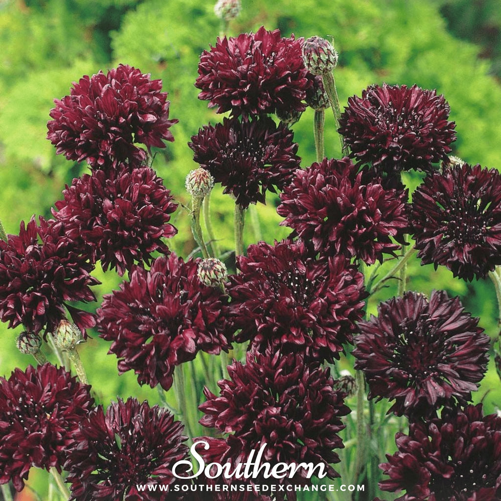 Black Cornflower – 50 Seeds Southern Seeds