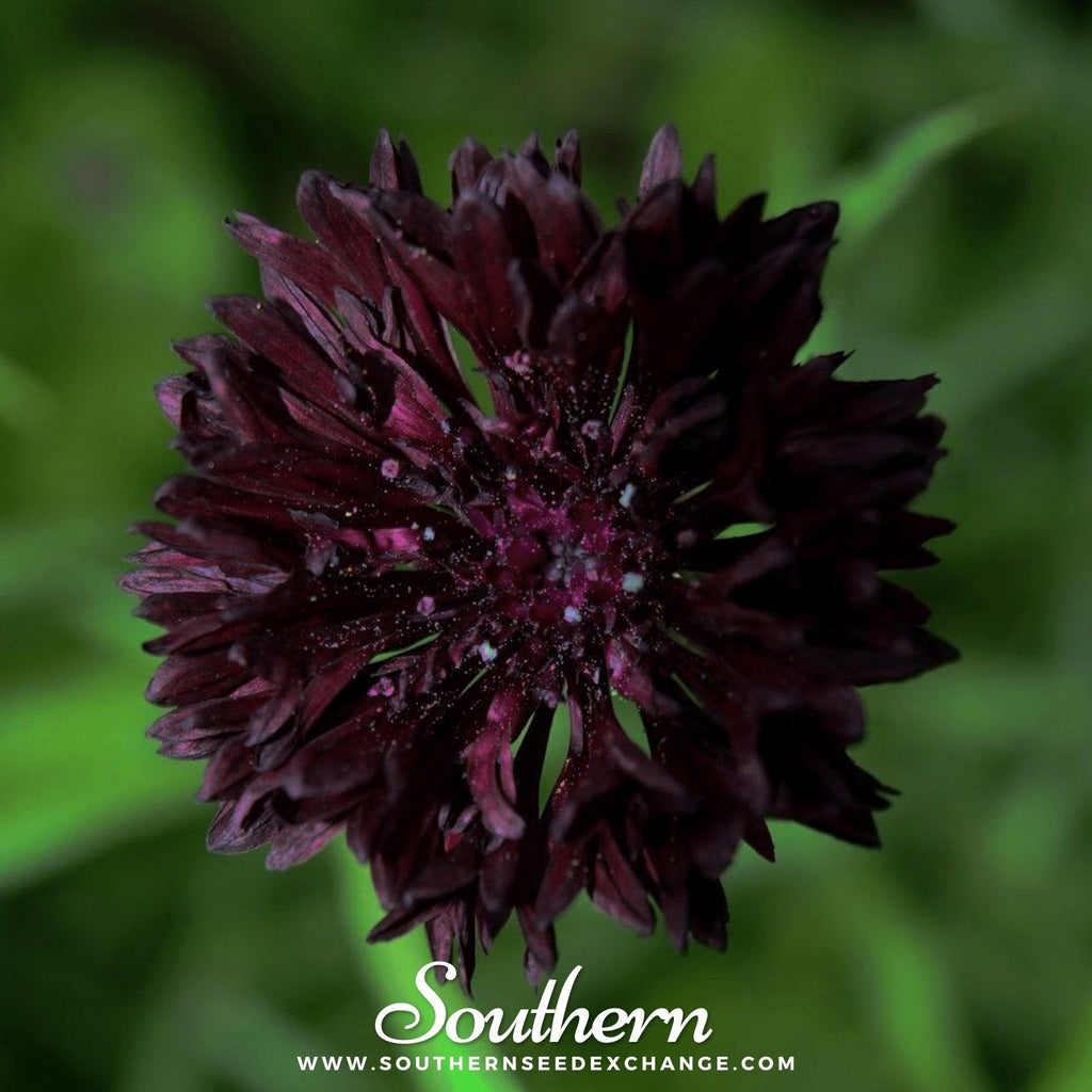 Black Cornflower – 50 Seeds Southern Seeds