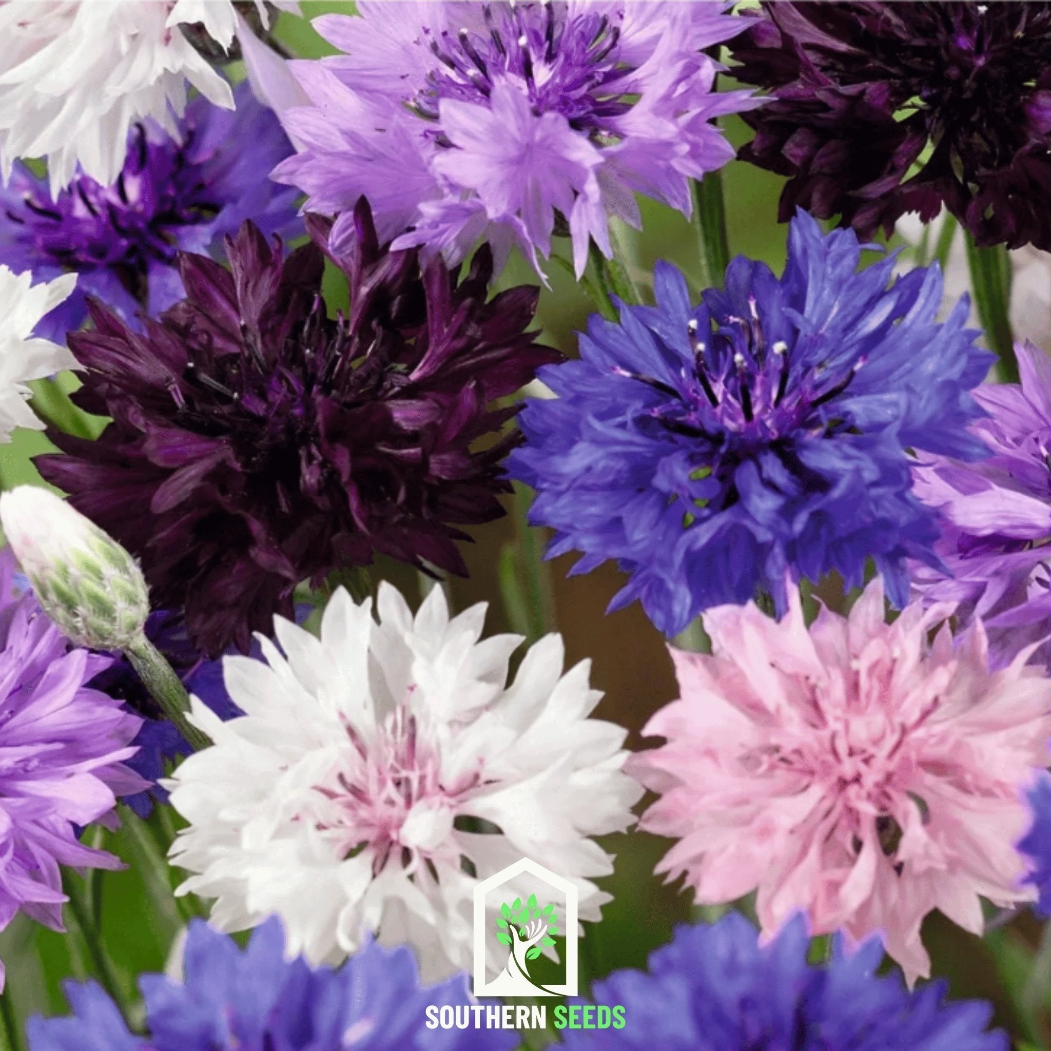 Cornflower Mix – 100 Seeds Southern Seeds