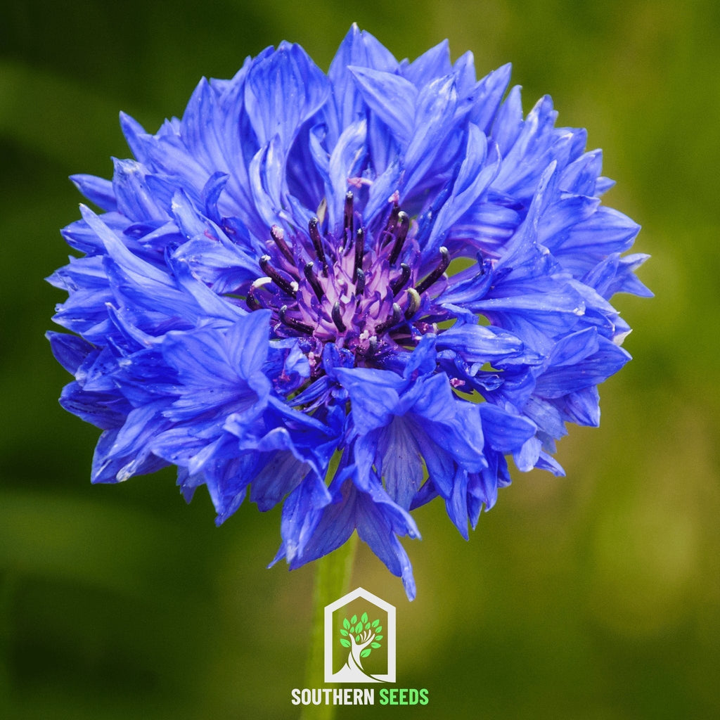 Cornflower Mix – 100 Seeds Southern Seeds