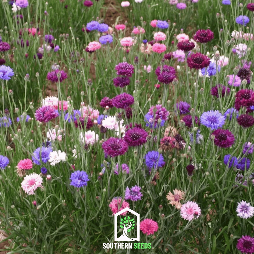 Cornflower Mix – 100 Seeds Southern Seeds