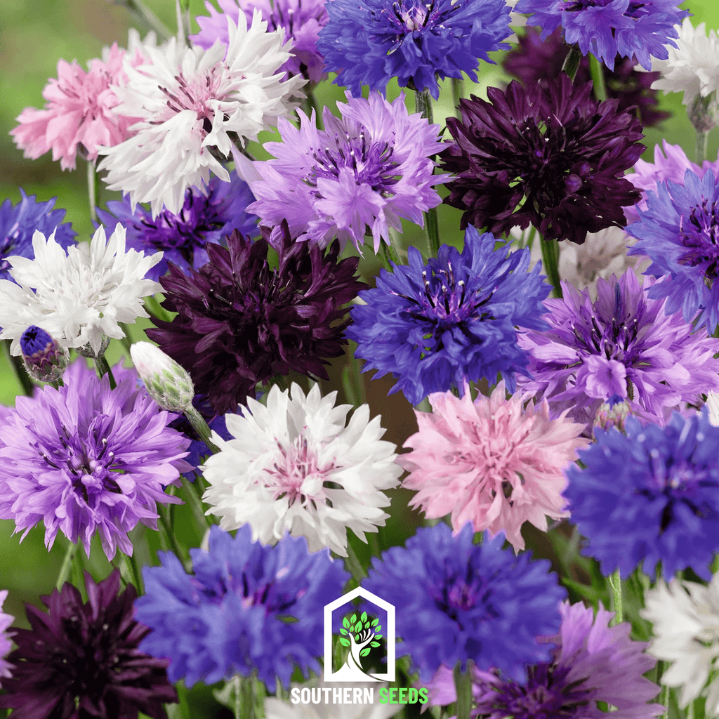 Cornflower Mix – 100 Seeds Southern Seeds