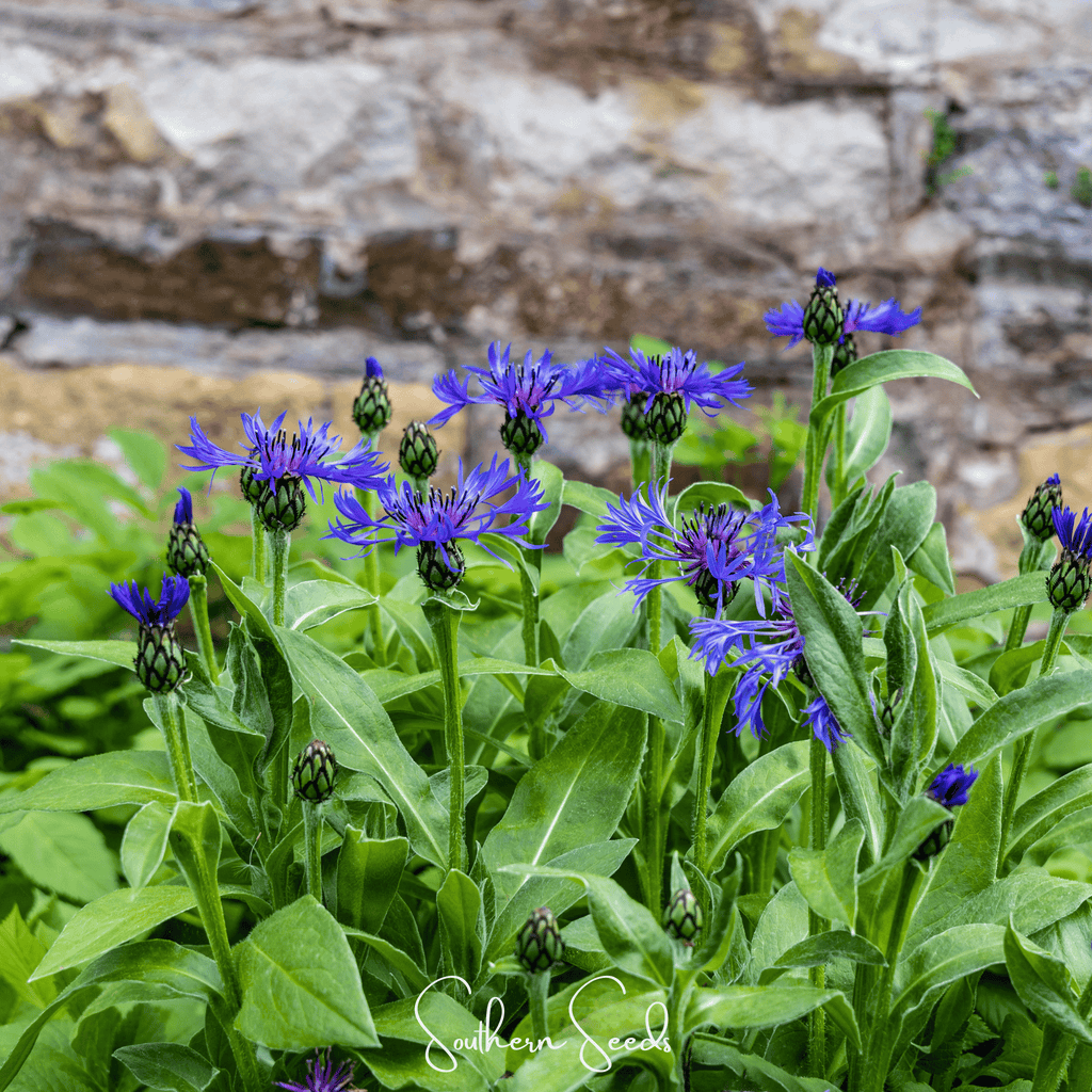 Montana Cornflower – 30 Seeds Southern Seeds