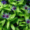 Montana Cornflower – 30 Seeds Southern Seeds