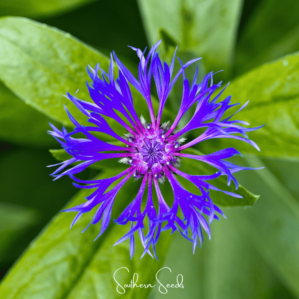 Montana Cornflower – 30 Seeds Southern Seeds