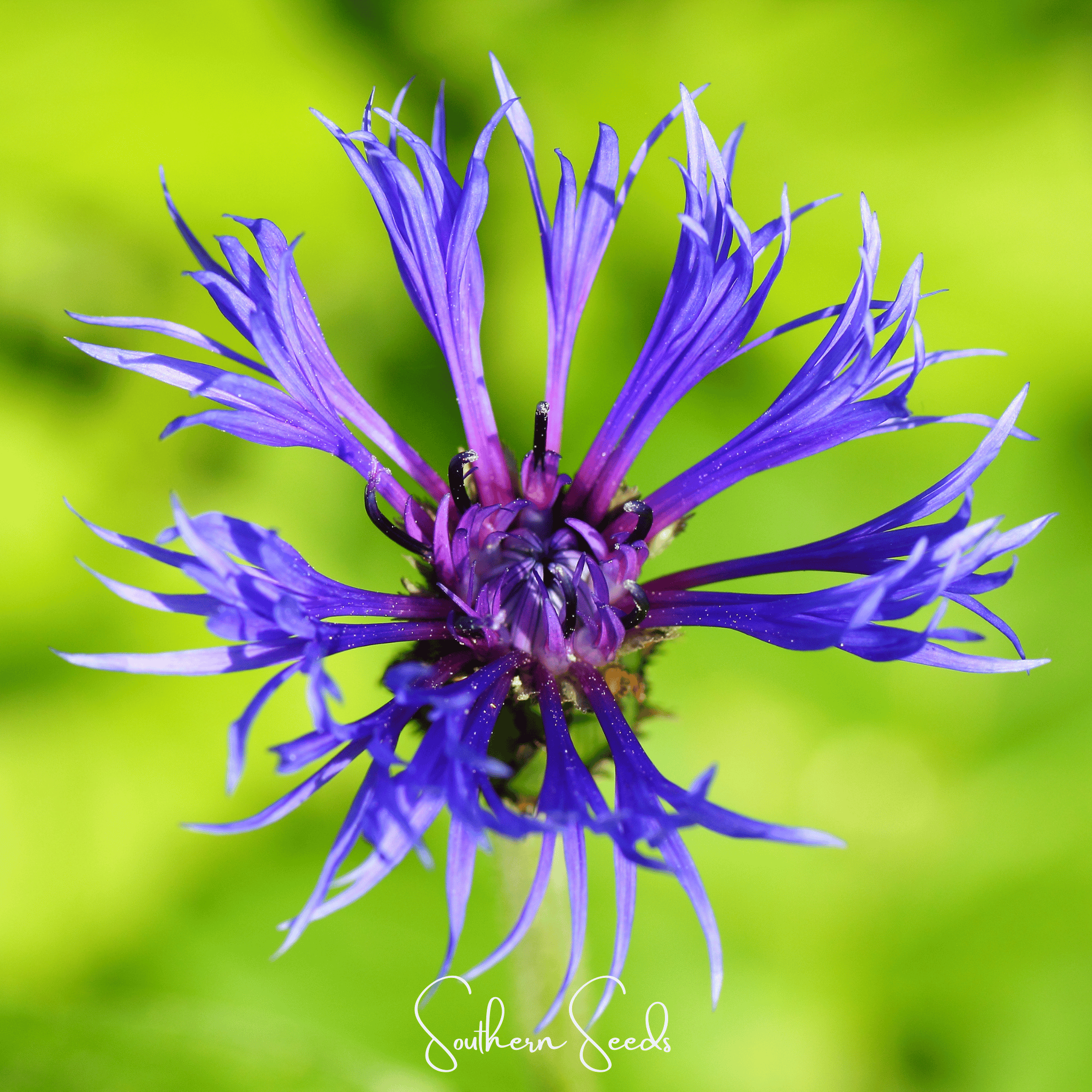 Montana Cornflower – 30 Seeds Southern Seeds